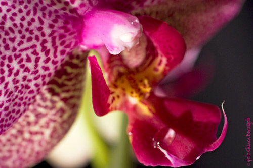 Phalaenopsis 2